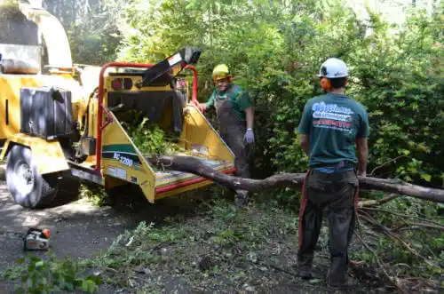 tree services Antelope